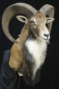 Shoulder Afghan Urial