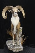 Half Life Size Transcaspian Urial