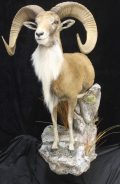 Half Life Size Transcaspian Urial