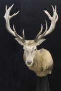 Argentinian Red Deer