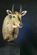 Nilgai Antelope