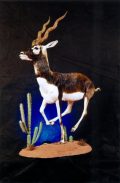 Standing Black Buck Antelope