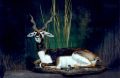 Black Buck Antelope