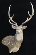 Axis Deer S.C.I. Gold