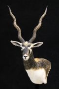 Black Buck Wall Pedastel