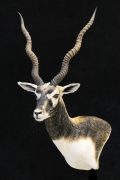 Black Buck