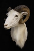 Texas DallSheep