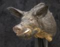 Boar Closed Mouth
