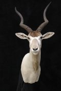 Addax