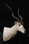 Addax