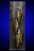 Yellow Perch group