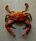 Crab