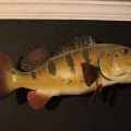 Image-354