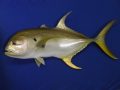 jack-crevalle-email-size-1