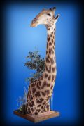 Giraffe Floor Pedestal