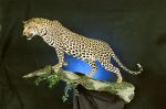 Leopard on Branch