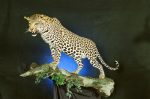 Leopard on Branch