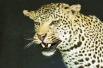 Leopard on Branch Close-Up