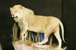 Male Lion