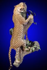 Climbing Leopard