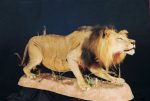 Lion Stalking