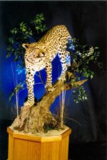 Leopard in Tree Pedestal