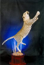 Leaping Leopard