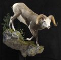 Stone Sheep Wall mount