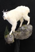 Mt.Goat Wall Mount