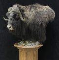 Muskox