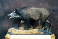 Lifesize Boar