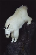 Alaskan Mountain Goat