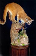 New Mexico Mountain Lion