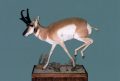 Lifesize Pronghorn