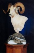 Dall Sheep Pedestal