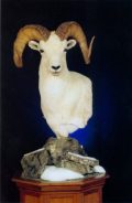 Dall Sheep Pedestal