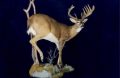 Lifesize Whitetail Deer