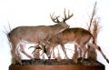 Rutting Whitetail Deer