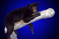 Black Bear on Branch