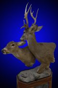 Whitetail Deer Pedestal