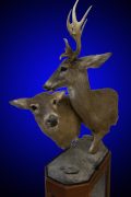 Whitetail Deer Pedestal