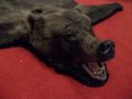 Grizzley Bear Rug (closeup of head)