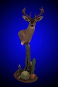 Coues Deer from Mexico
