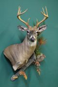 Whitetail Deer Pedestal