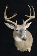 Whitetail Deer