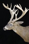 Whitetail Deer