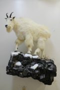 Mountain Goat