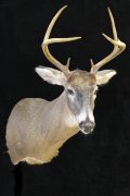 Whitetail Deer