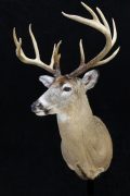 Whitetail Deer