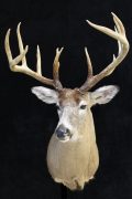 Whitetail Deer